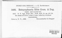 Neofusicoccum ribis image